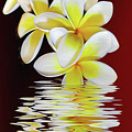 Plumeria Reflections by Kaye Menner